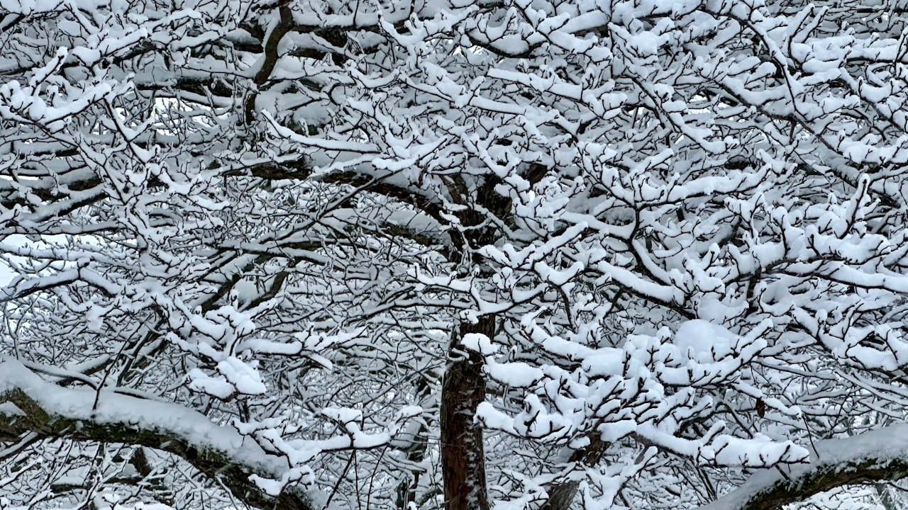 Your Best Buy Glueless Headband Wigs