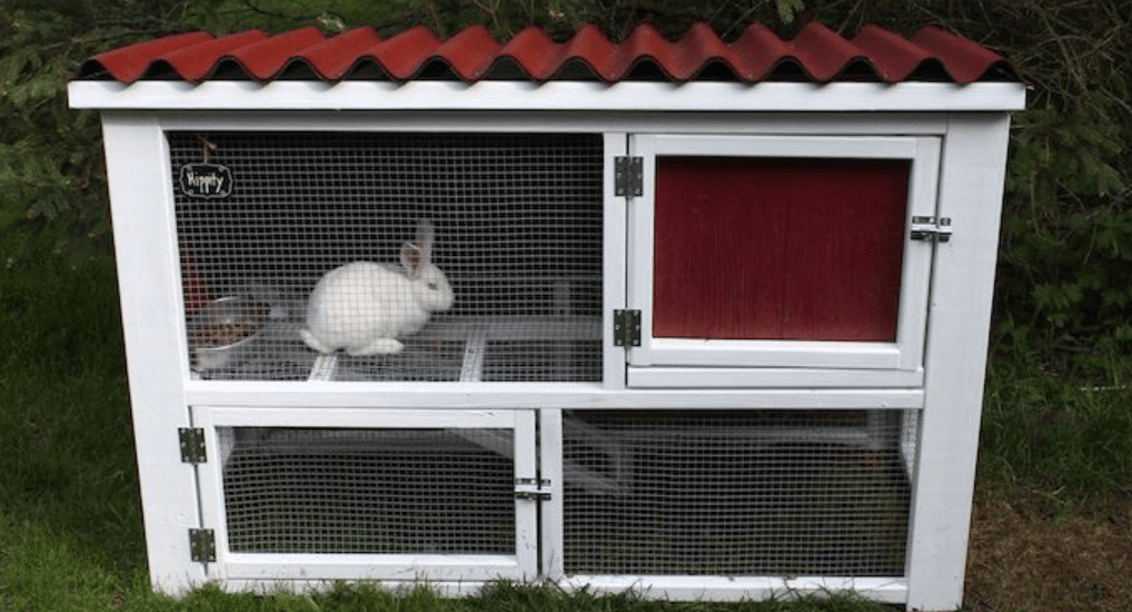 Best Upgrades for Your Rabbit's Hutch