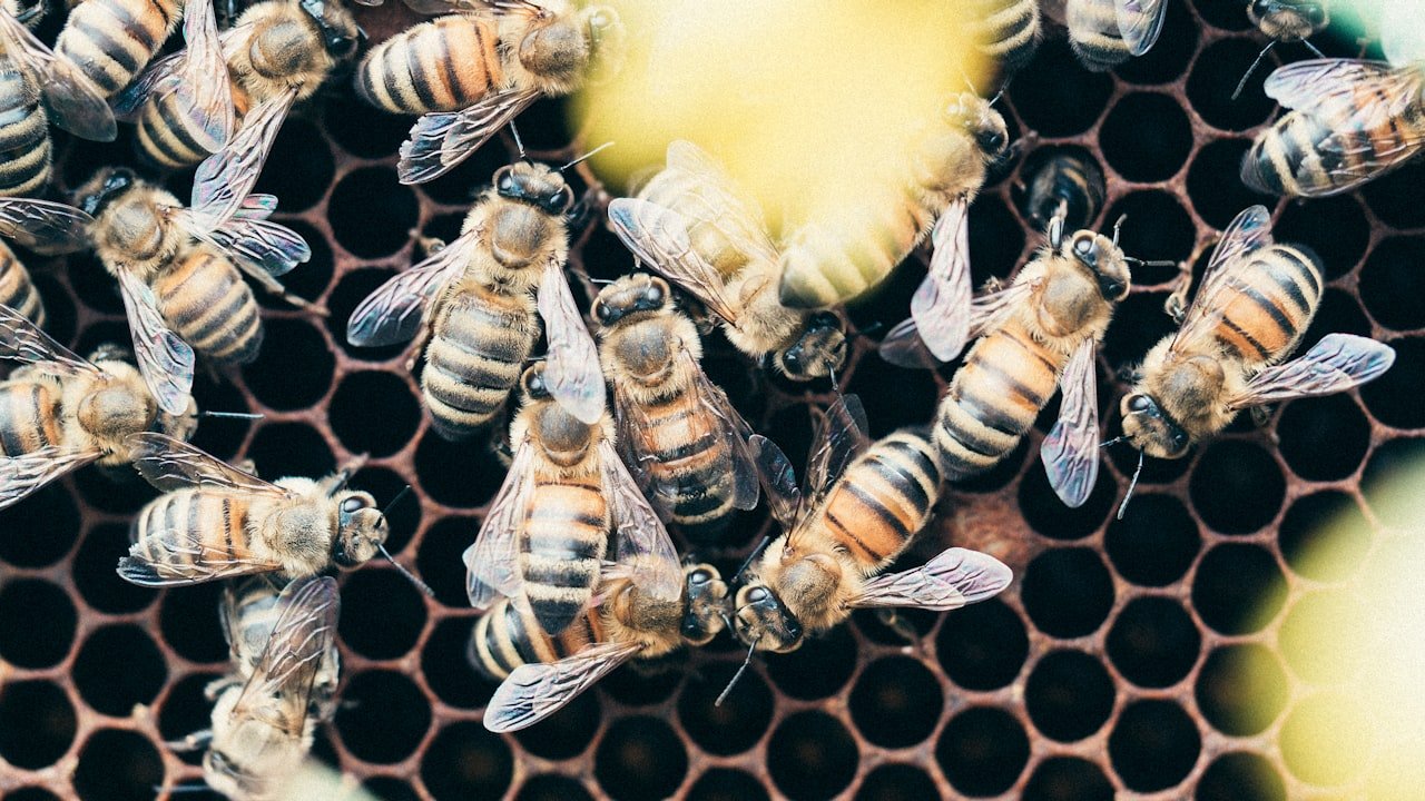 Waxing Poetic: Beautifully Packaged Wax Melts for Any Occasion