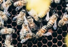 Waxing Poetic: Beautifully Packaged Wax Melts for Any Occasion